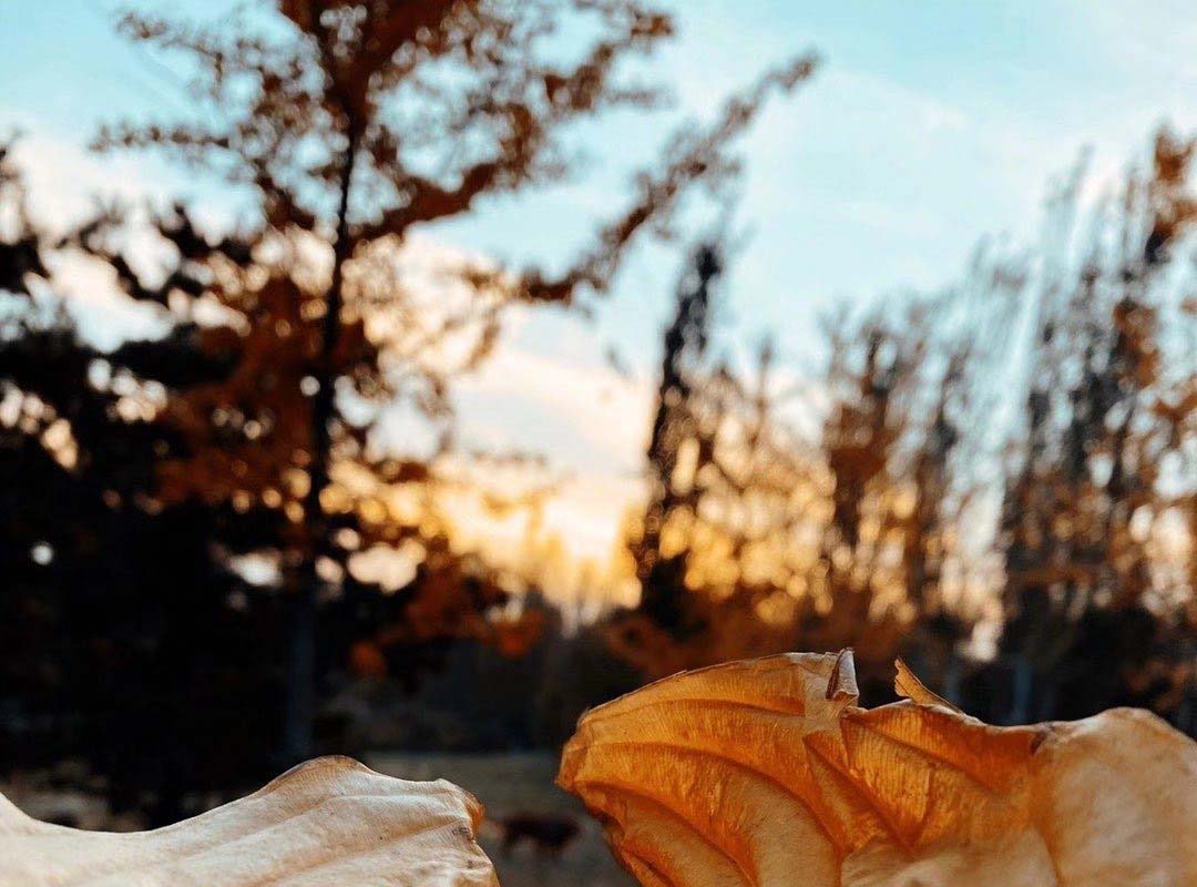 住家保姆试点移民项目